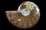 Polished, Agatized Ammonite (Cleoniceras) - Madagascar #88068-1